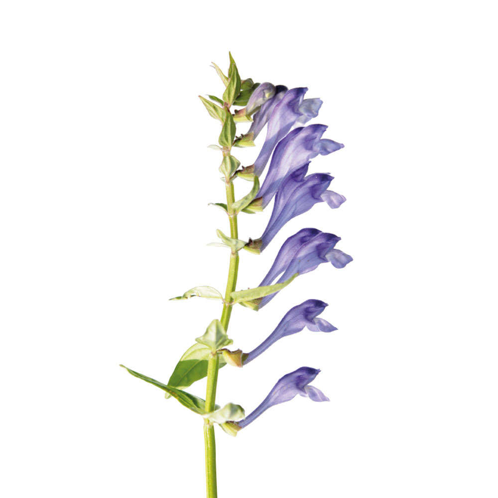 Scutellaria - Scutellaria Baicalensis