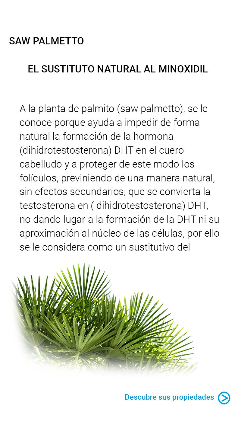 SAW-PALMETTO PARA LA CAIDA.jpg