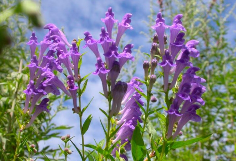 Scutellaria Baicalensis